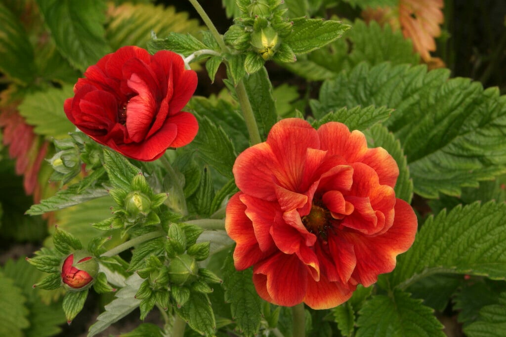 <i>Potentilla</i> 'Gloire de Nancy' (d)