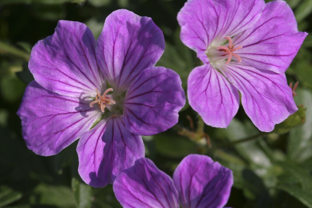 Geranium sanguineum &Canon Miles& | Herbaceous Perennial/RHS Gardening