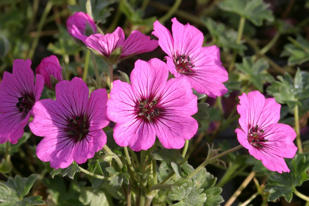 ashy cranesbill 'Sateene'