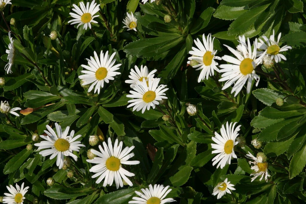 Nippon daisy