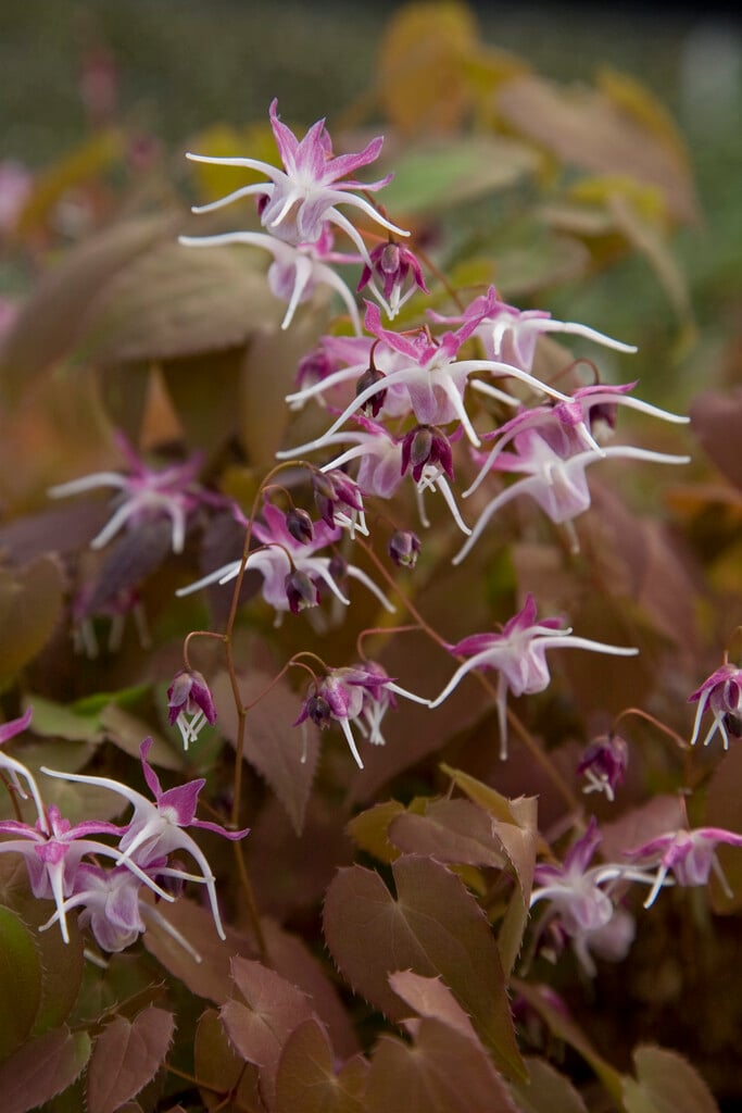 <em>Epimedium</em> <em>grandiflorum</em> 'Dark Beauty'