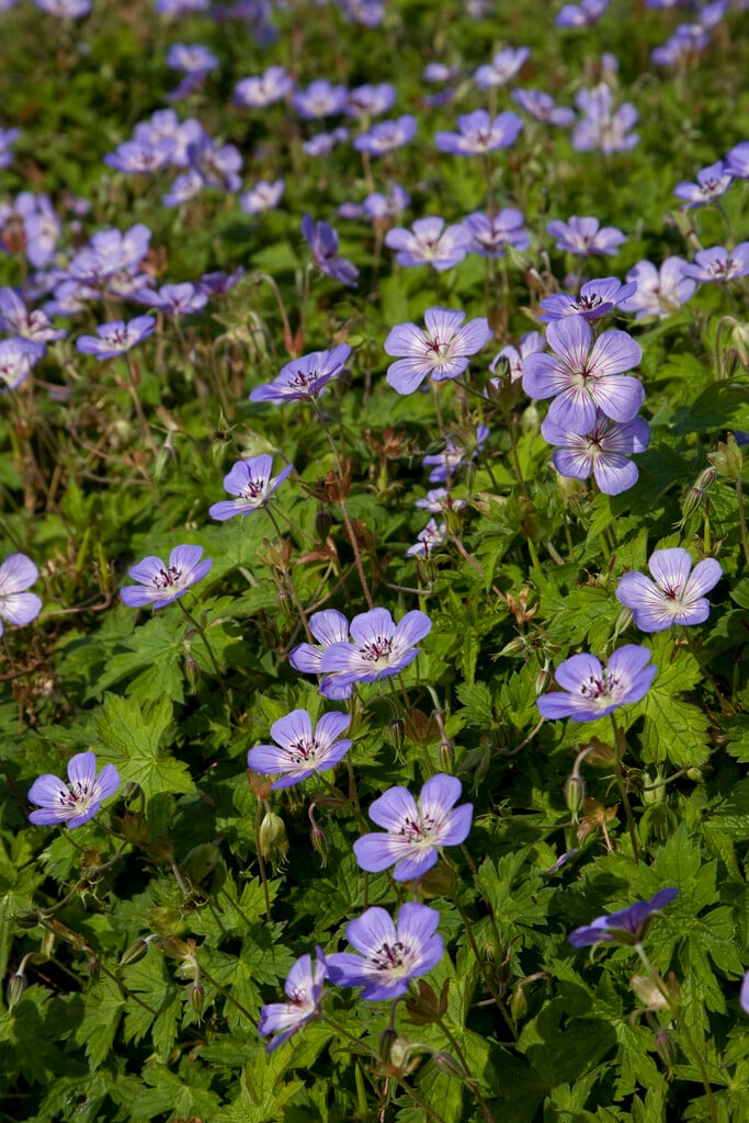 <i>Geranium</i> 'Azurro'