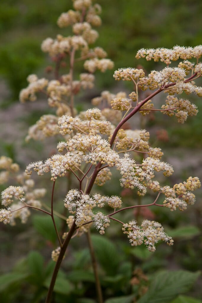 <i>Rodgersia</i> 'Borodin'