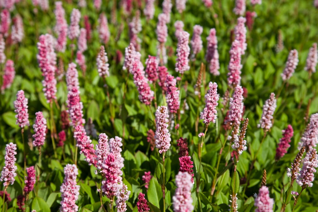 knotweed 'Kabouter'