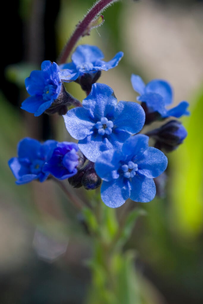 fairy borage