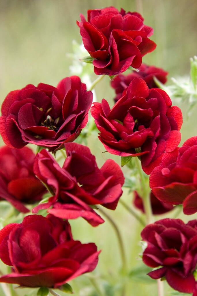 cinquefoil 'Flamboyant'