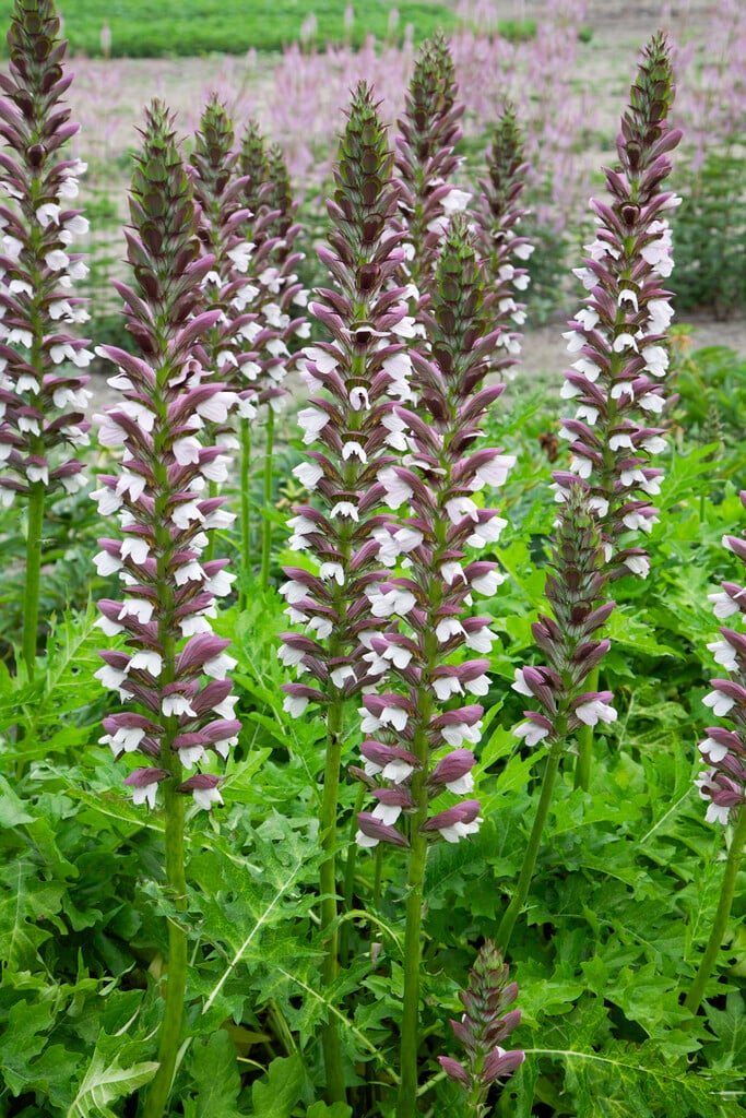long-leaved bear's breech 'White Lips'