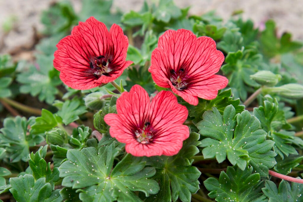 cranesbill [Jolly Jewel Salmon]