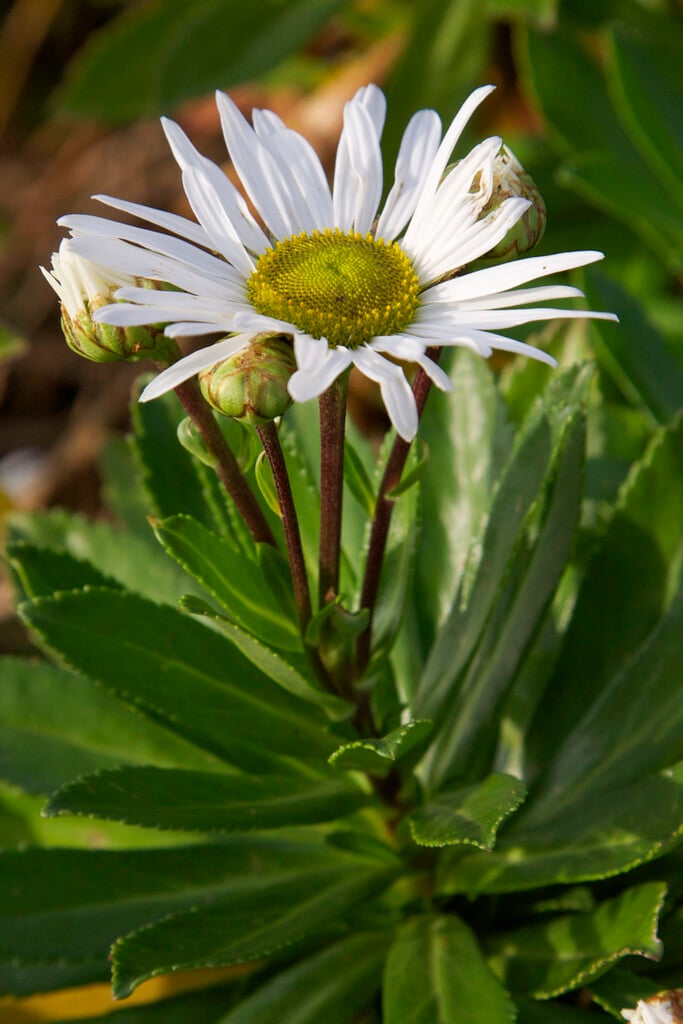 Nippon daisy