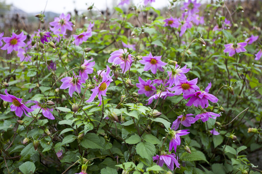 <i>Dahlia</i> <i>purpusii</i>