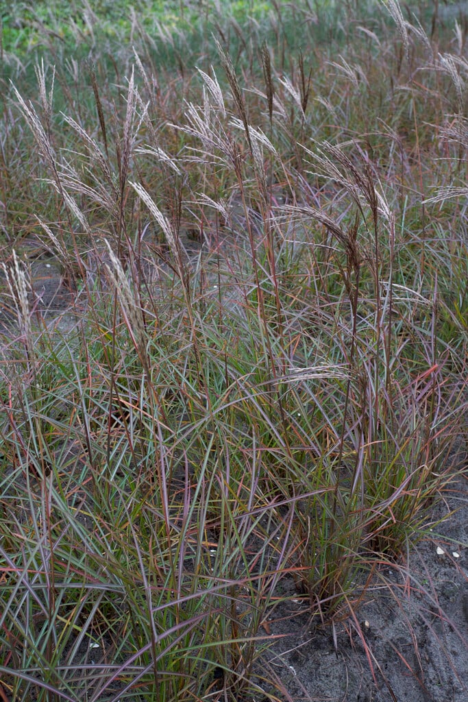 eulalia 'Sioux'