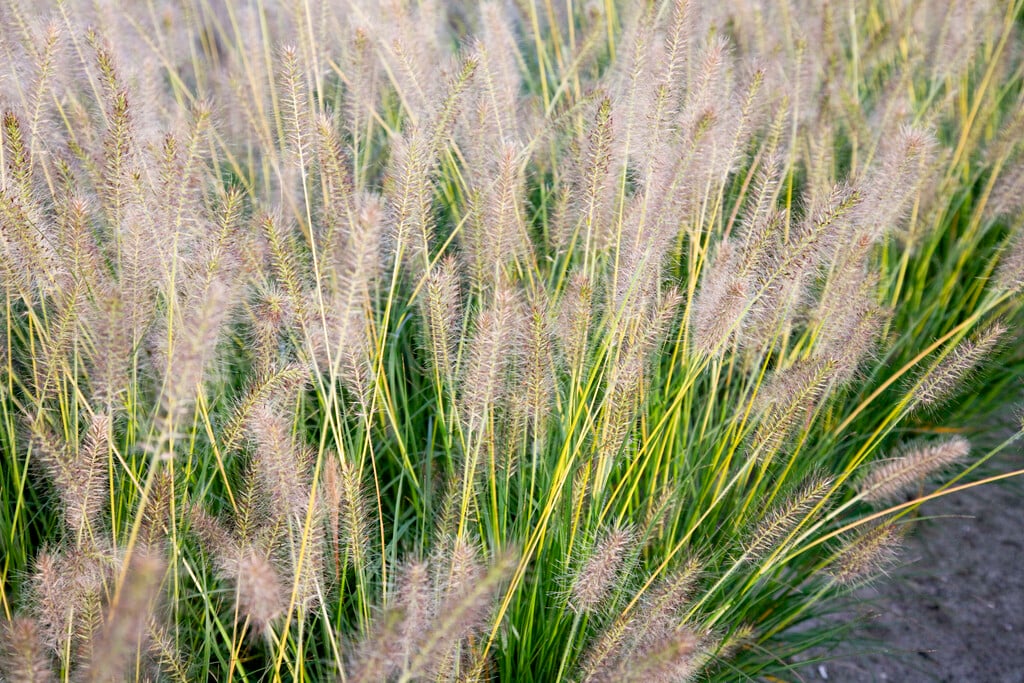 <i>Pennisetum</i> <i>alopecuroides</i> 'Gelbstiel'
