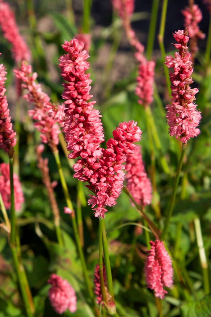red bistort 'Jo and Guido's Form'