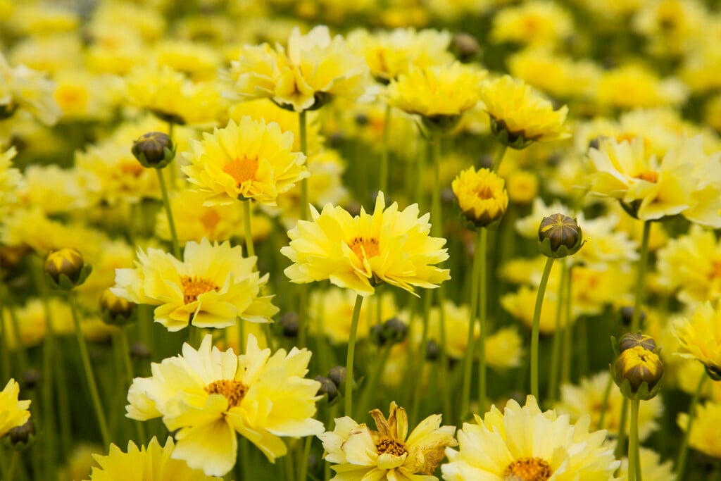tickseed 'Solar Dance'
