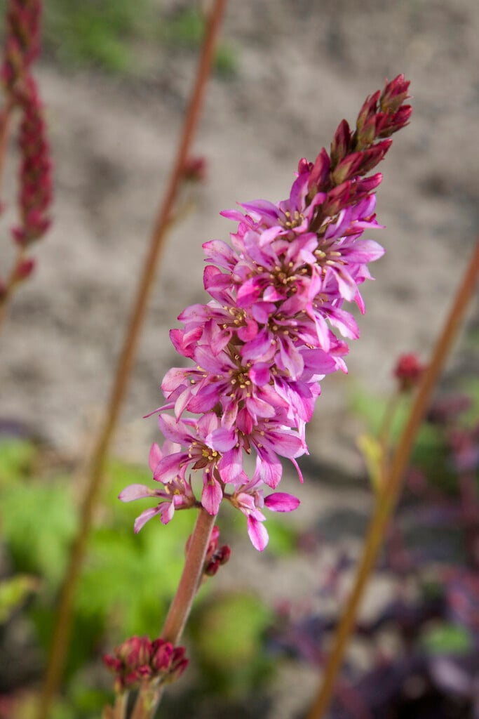 wedding flower