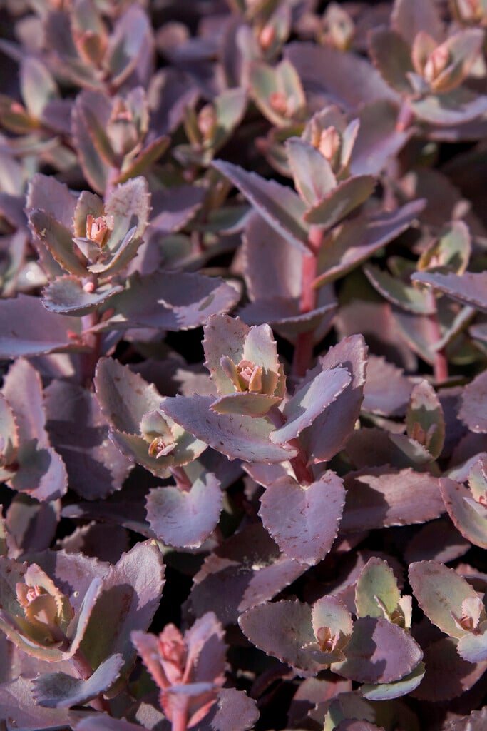 <i>Hylotelephium</i> 'Chocolate Cherry'