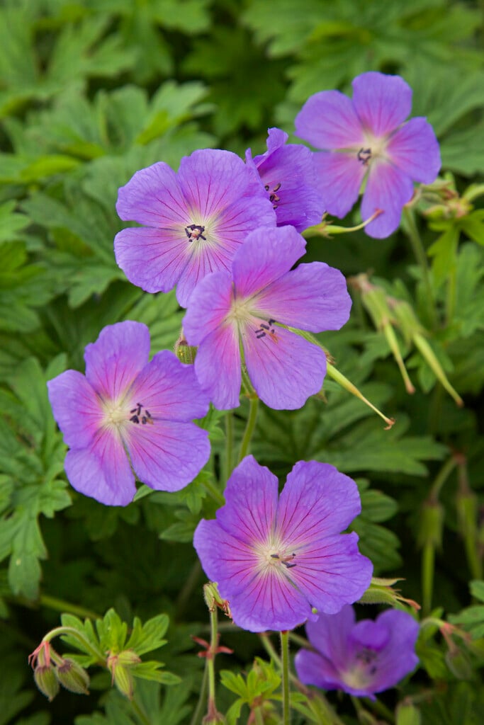 Himalayan cranesbill 'Baby Blue'