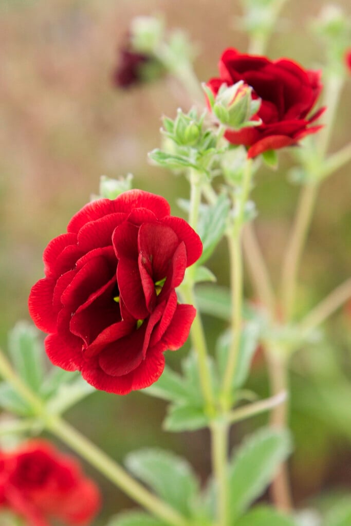 cinquefoil 'Flamboyant'