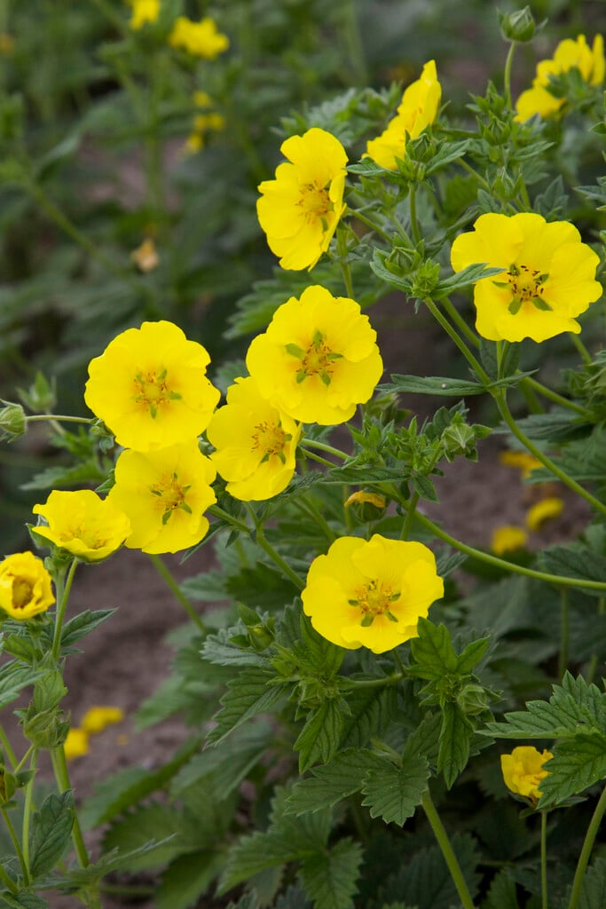 <i>Potentilla</i> 'Mont d'Or'