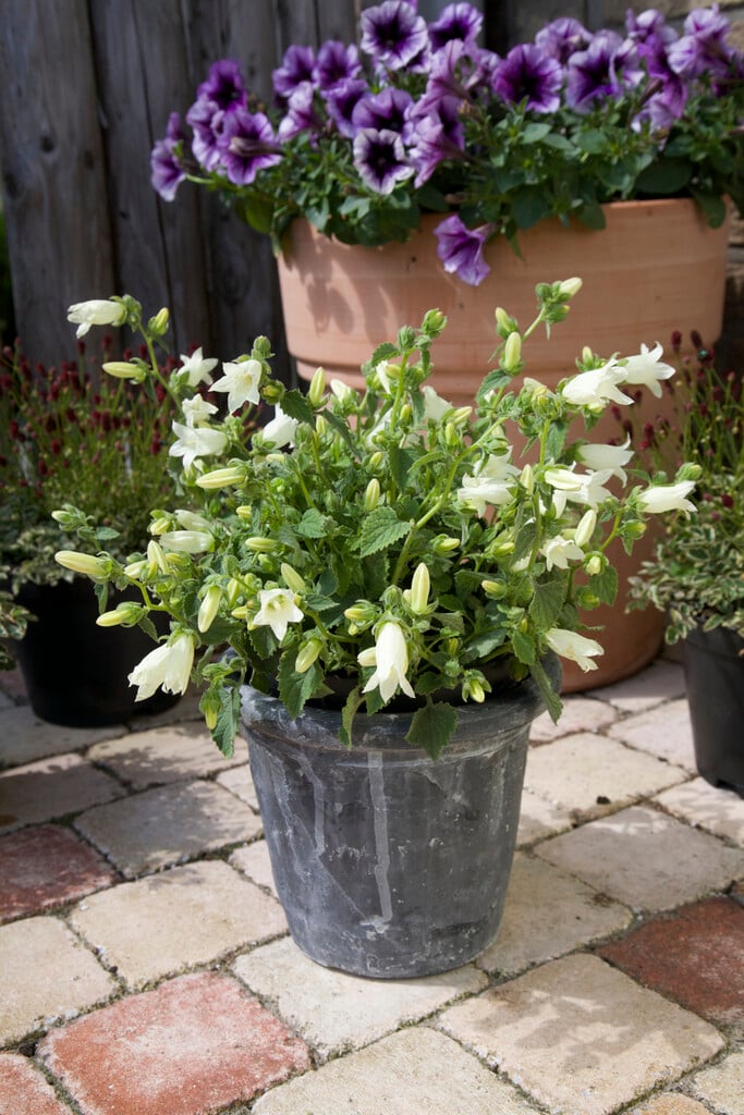 Cornish bellflower  'Snow Dune'