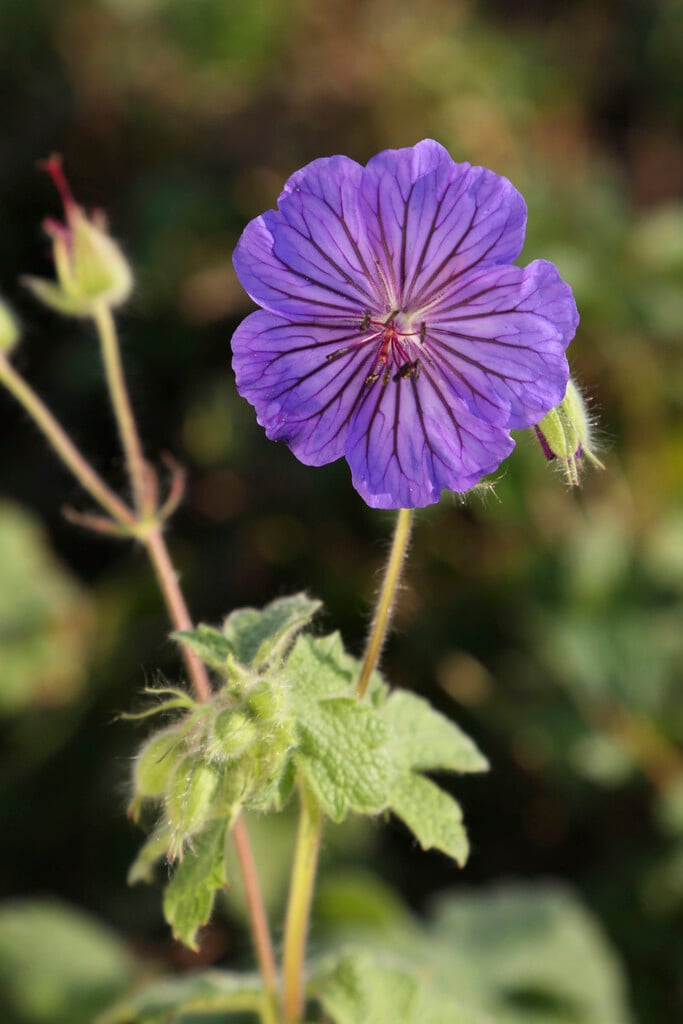 glandular cranesbill 'Turco'