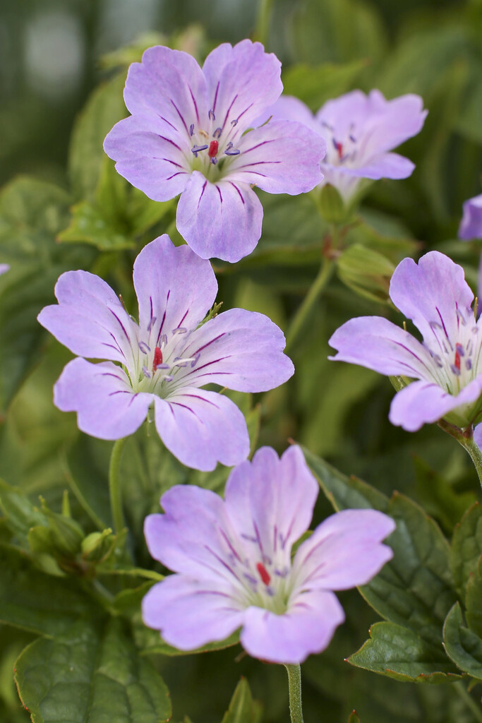 knotted cranesbill