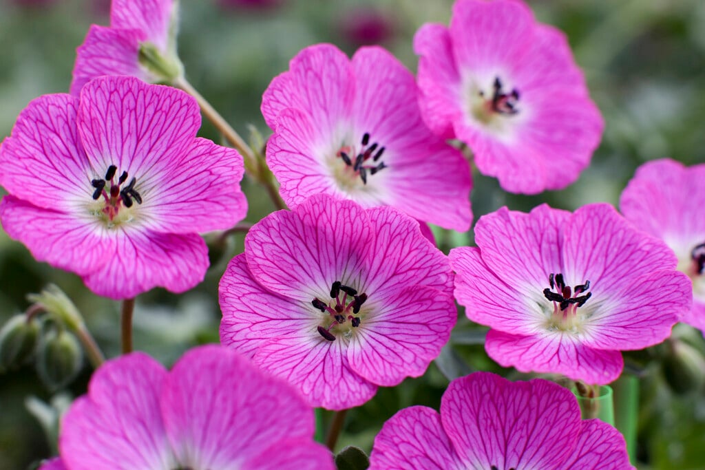 cranesbill [Jolly Jewel Hot Pink]