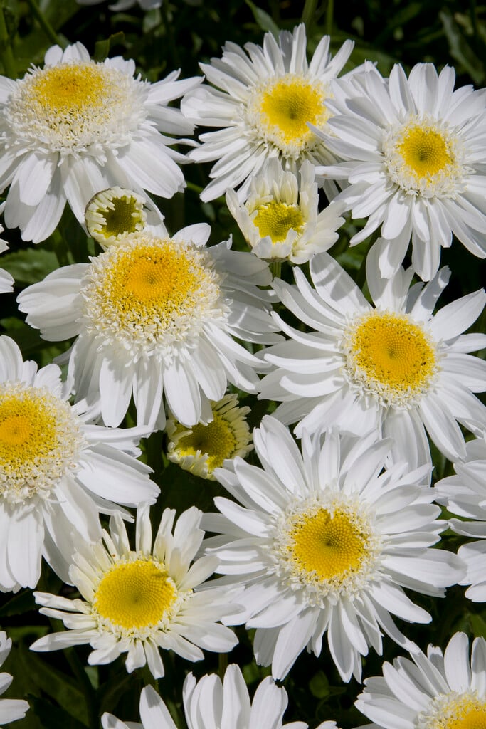 <em>Leucanthemum</em> × <em>superbum</em> 'Sunny Side Up'<sup>PBR</sup>