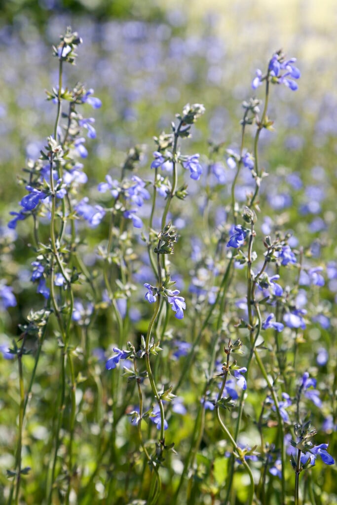 <i>Salvia</i> <i>forreri</i>