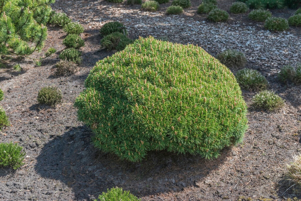 dwarf mountain pine 'Benjamin'
