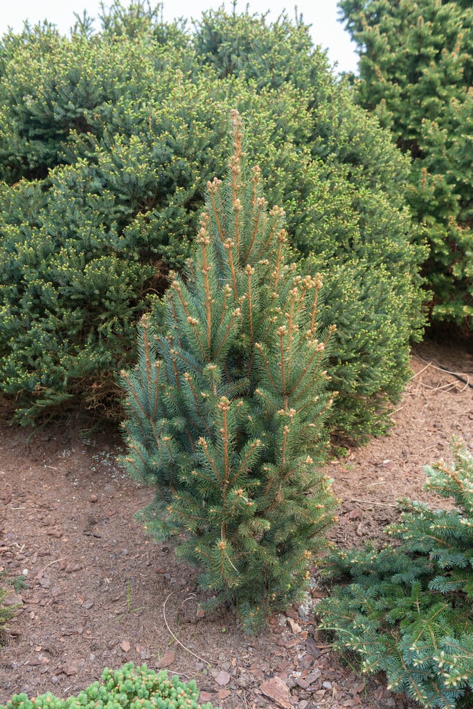 Colorado spruce 'Iseli Fastigiate'