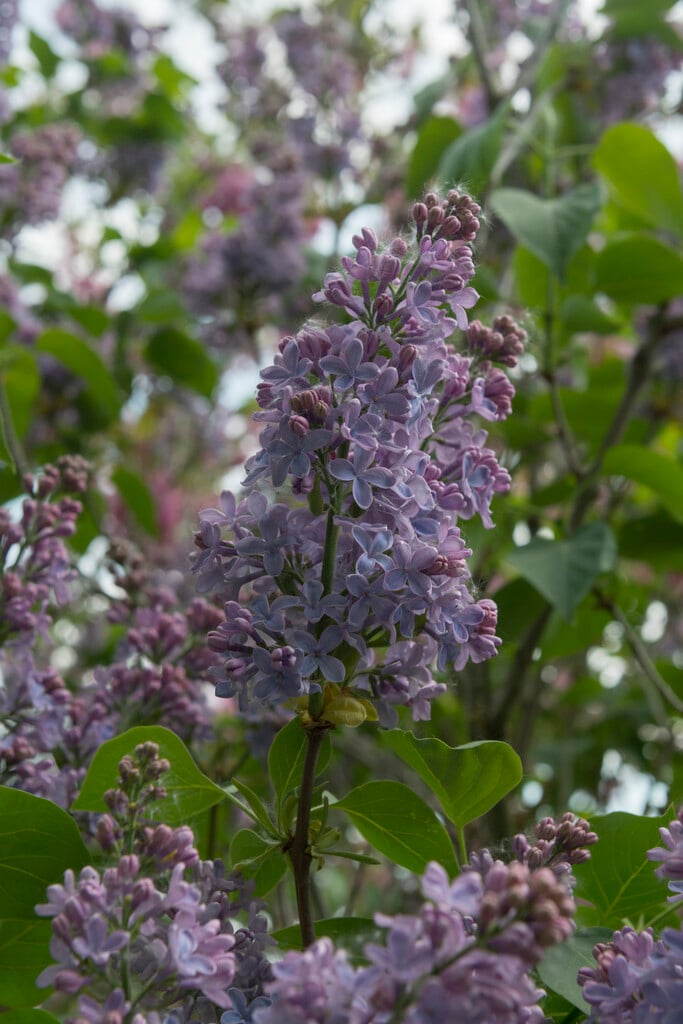 <i>Syringa</i> <i>vulgaris</i> 'Yankee Doodle'