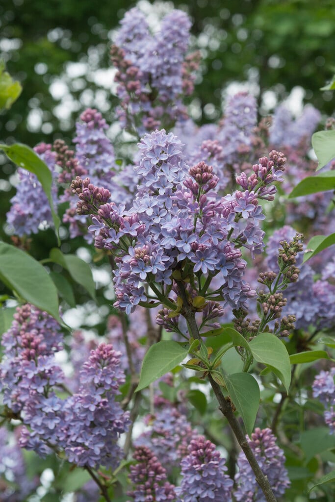 <i>Syringa</i> <i>vulgaris</i> 'Yankee Doodle'