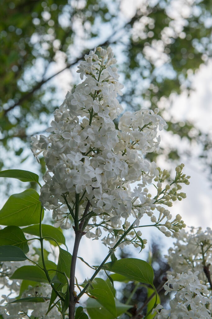 lilac 'Sister Justina'