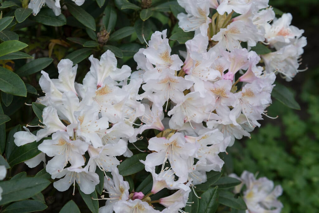 <i>Rhododendron</i> 'Cunningham's Blush'
