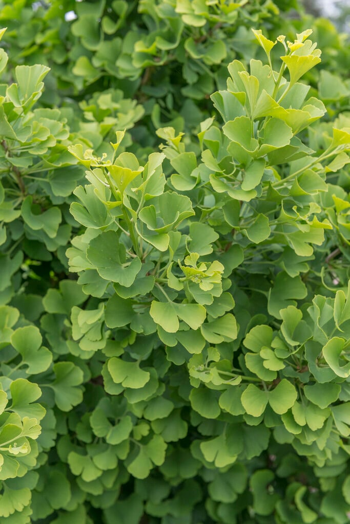 maidenhair tree 'Barabits Sztráda'