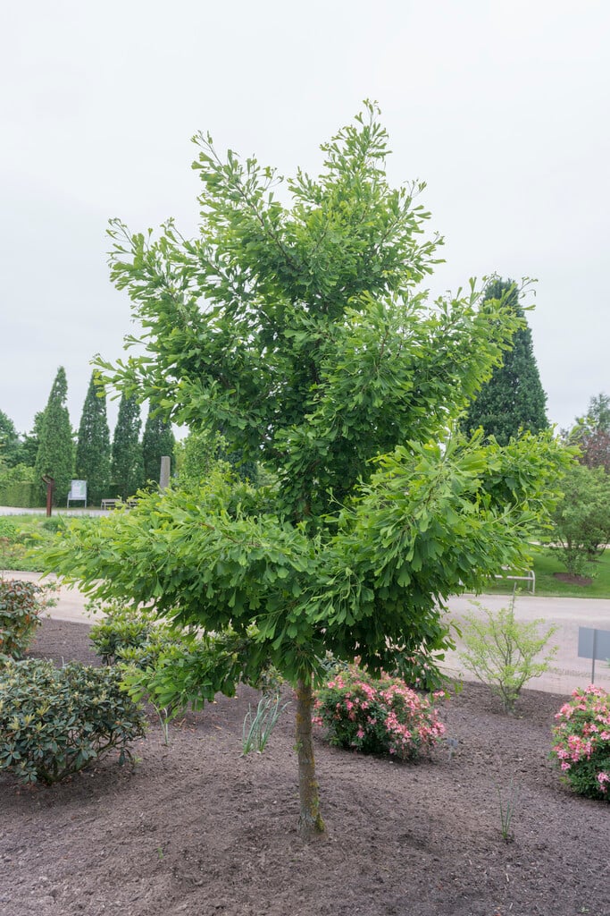 maidenhair tree 'Saratoga'