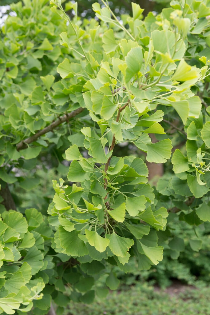 <i>Ginkgo</i> <i>biloba</i> 'King of Dongting' (f)