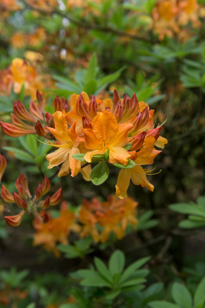 Rhododendron 'Christopher Wren' (M)|rhododendron 'Christopher Wren'/RHS  Gardening