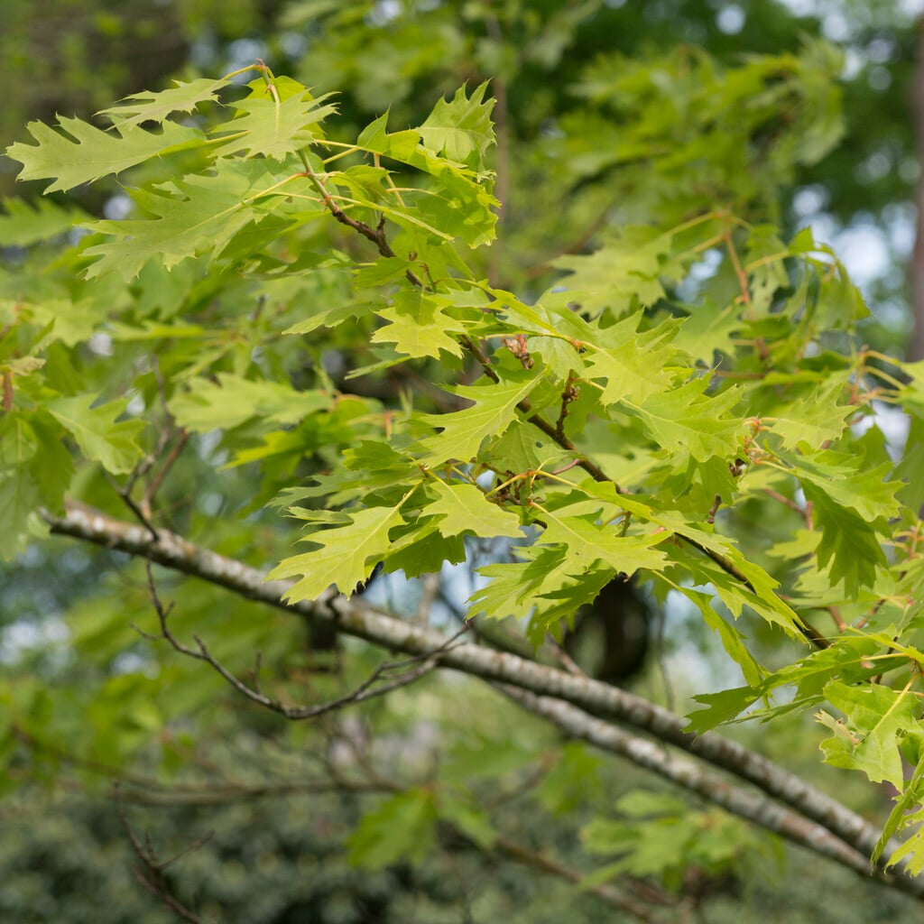 red oak 'Magic Fire'