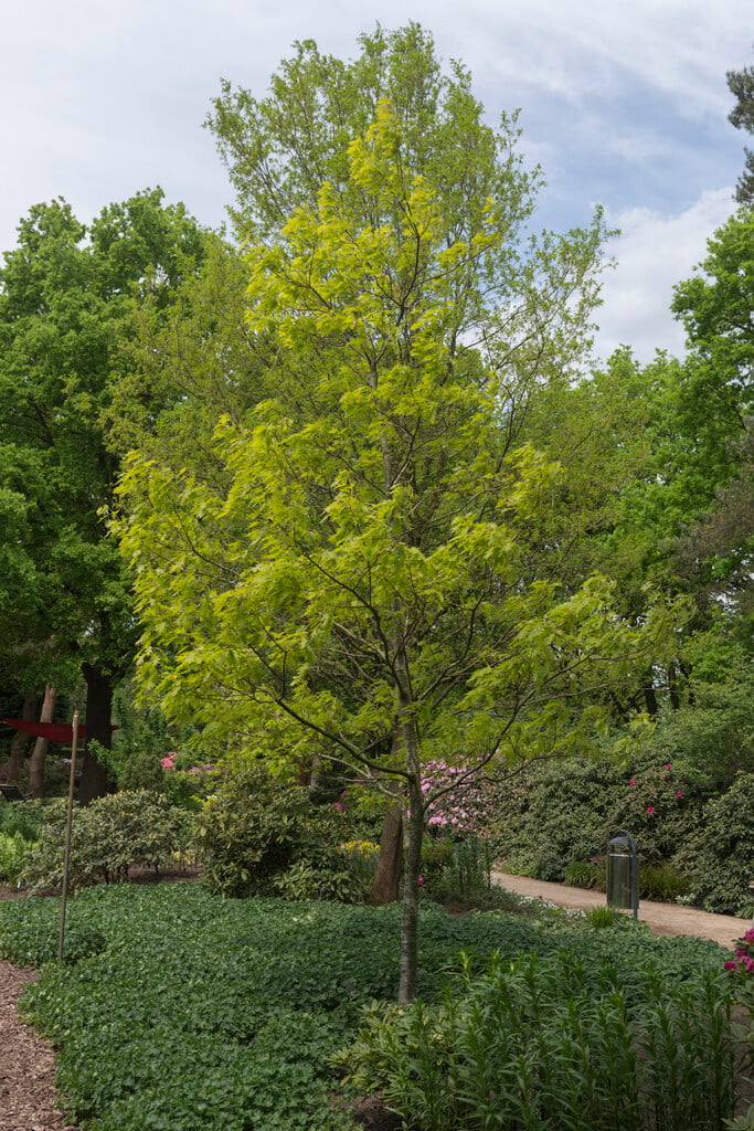 red oak 'Magic Fire'