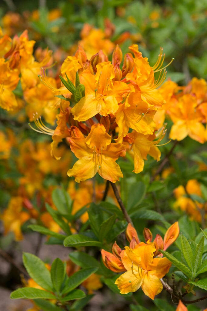 rhododendron 'Golden Flare'