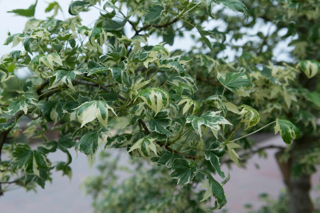 sweet gum 'Variegata'
