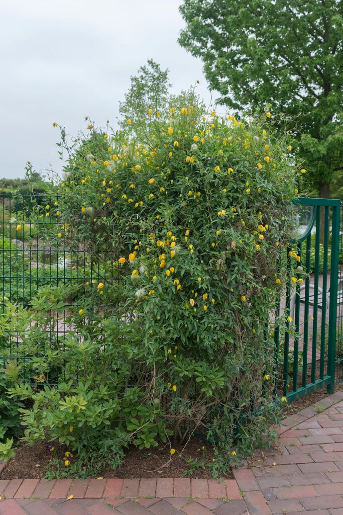 Clematis 'Bill MacKenzie' (Ta)