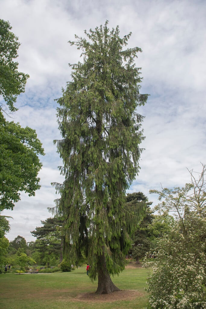 Morinda spruce
