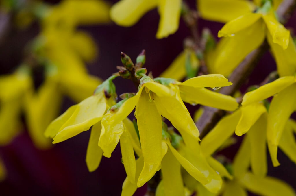 <i>Forsythia</i> × <i>intermedia</i> 'Goldzauber'