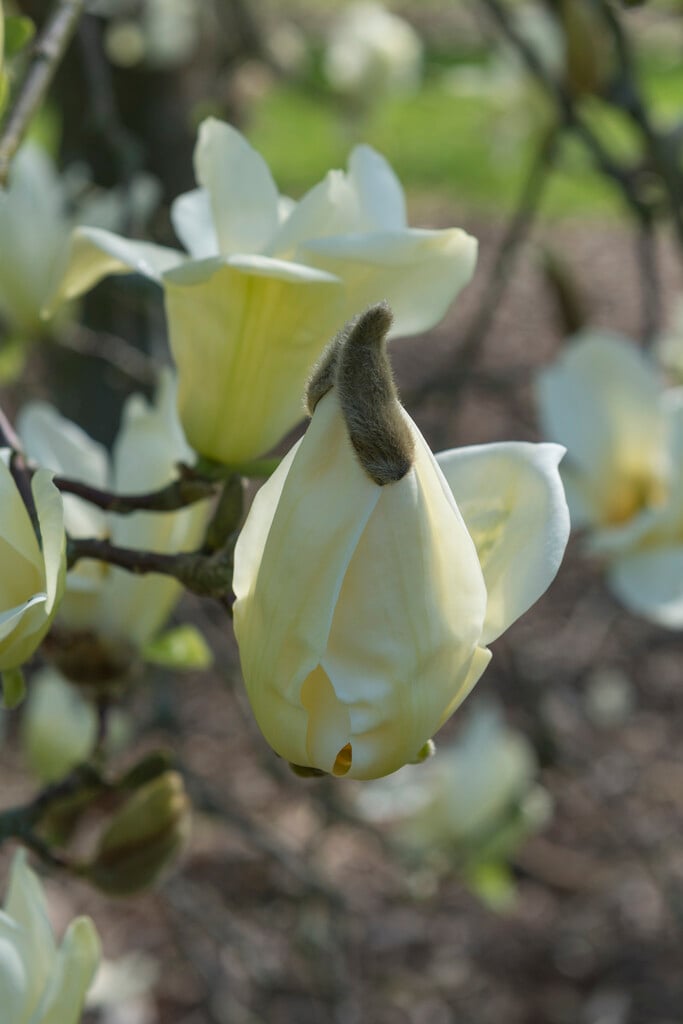 magnolia 'Sundance'