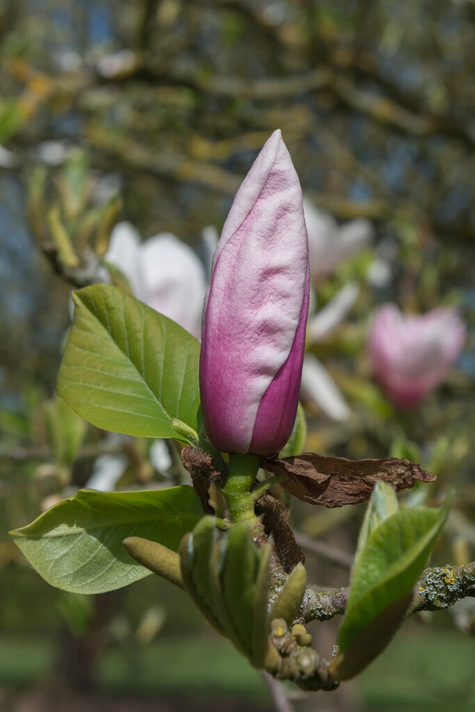 magnolia 'Laura Saylor'