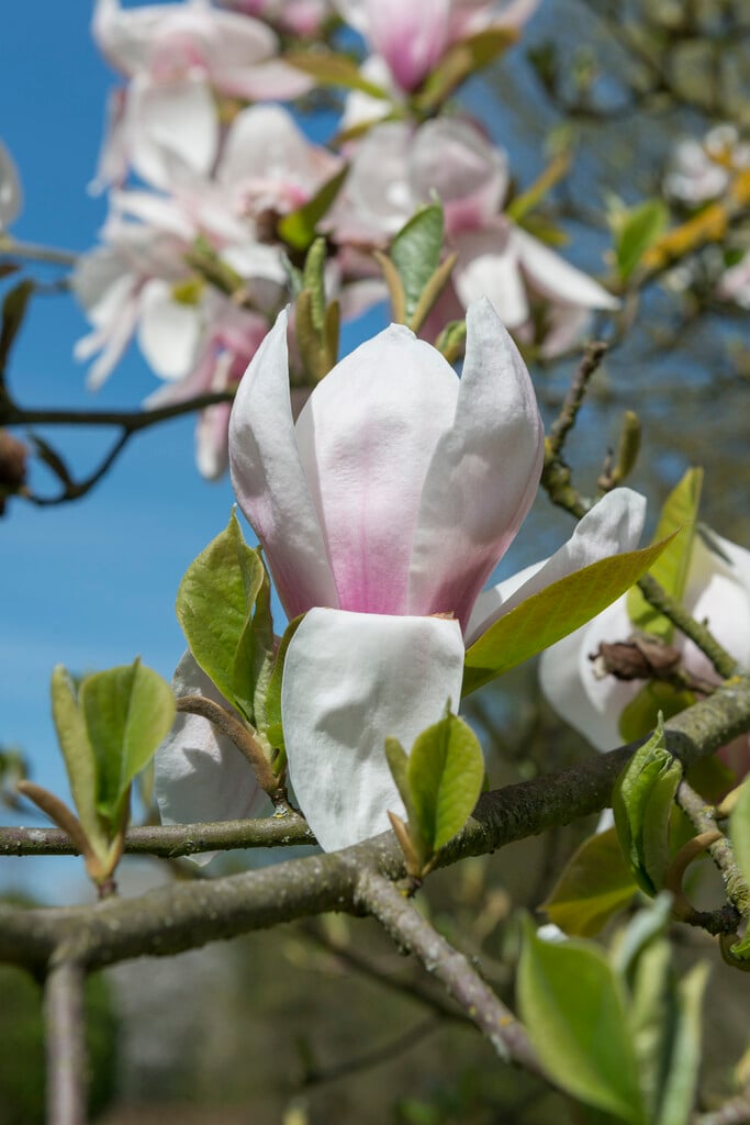 magnolia 'Laura Saylor'