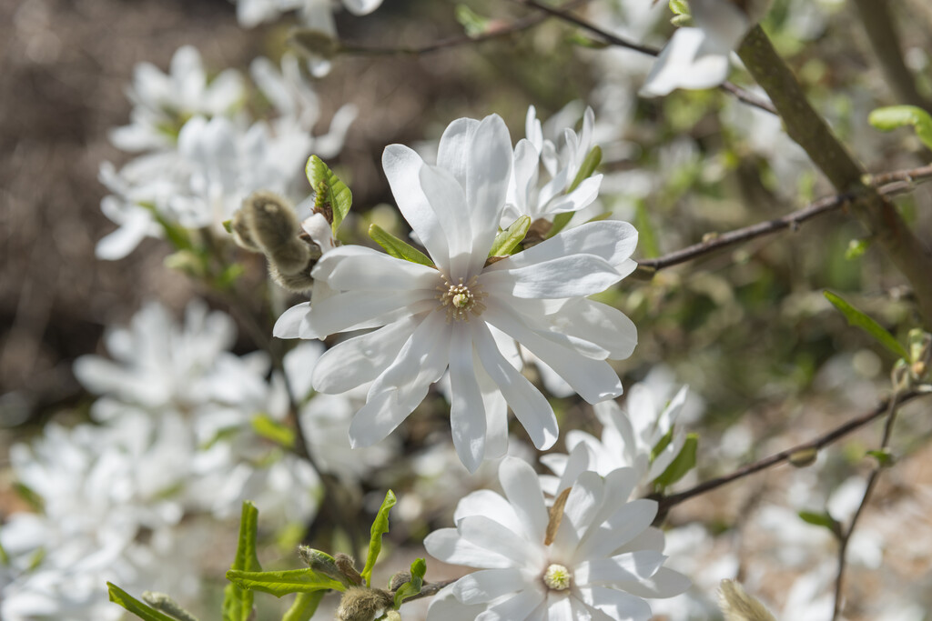 Magnolia × loebneri 'Encore'|magnolia 'Encore'/RHS Gardening